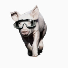 戴眼镜的猪素材图片