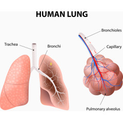 矢量肺部和结构图