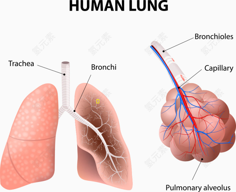 矢量肺部和结构图