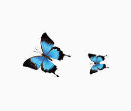 两只美丽蝴蝶