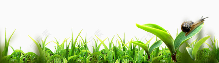 绿色植物小嫩芽