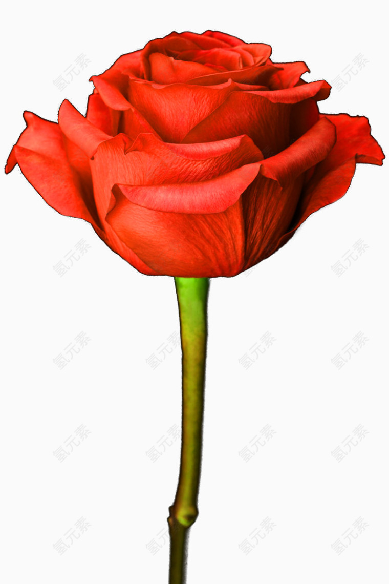 红色玫瑰花装饰图案