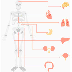 矢量手绘人体骨骼和器官