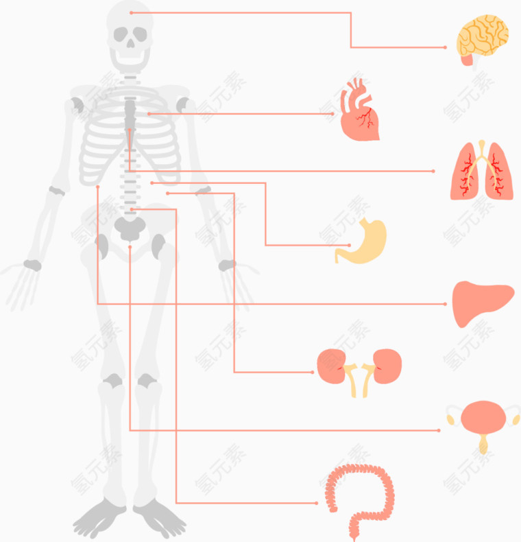 矢量手绘人体骨骼和器官