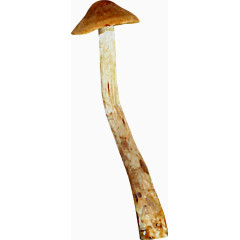 棕色蘑菇