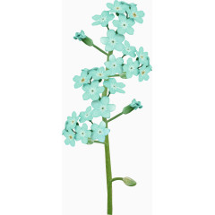 淡蓝色花朵