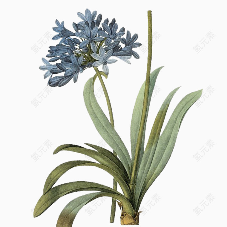 蓝色花和笔直花茎的植物