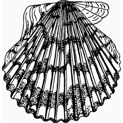 矢量手绘贝壳