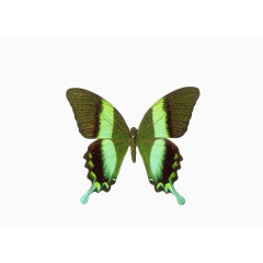 绿色怪异蝴蝶