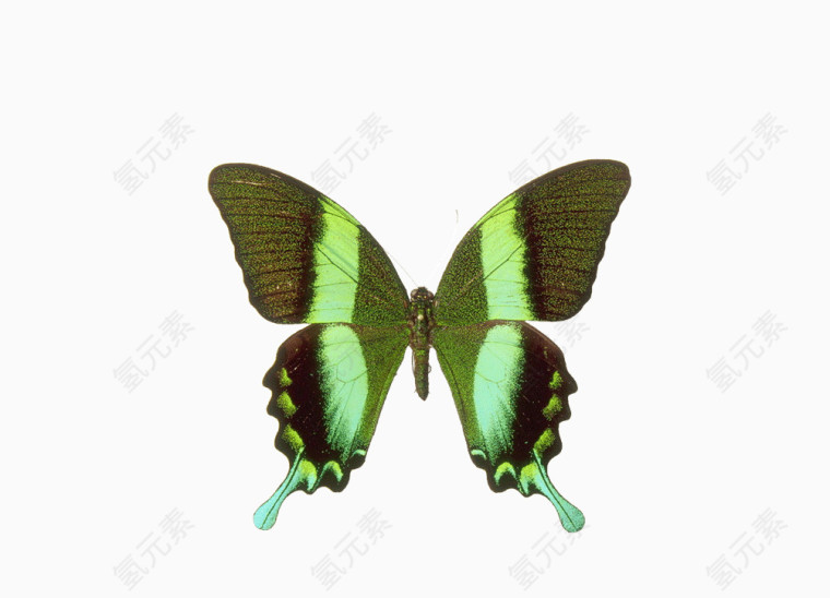 绿色怪异蝴蝶