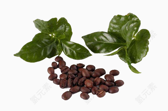 咖啡树叶子图片素材