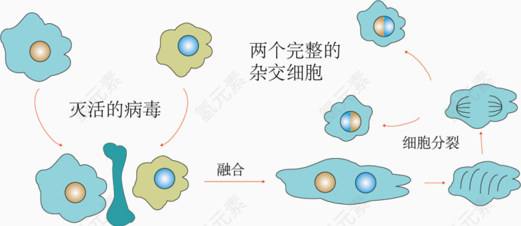 用灭活病毒诱导动物细胞融合