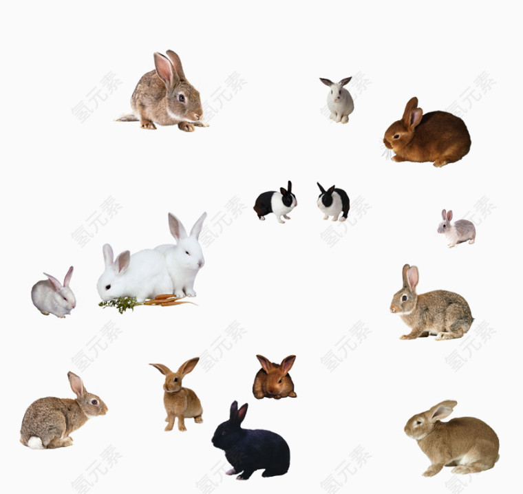 兔子合集