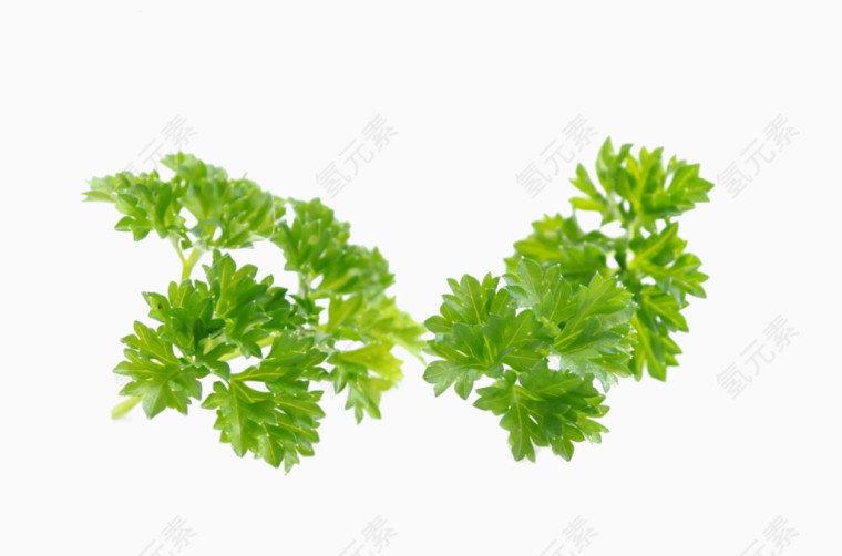 绿色芹菜叶子