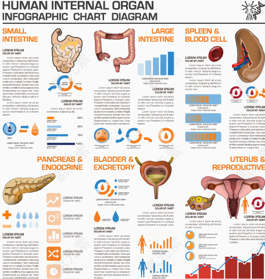 人体器官数据分析图表