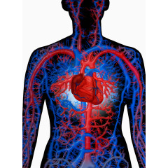 人体血管分部图片