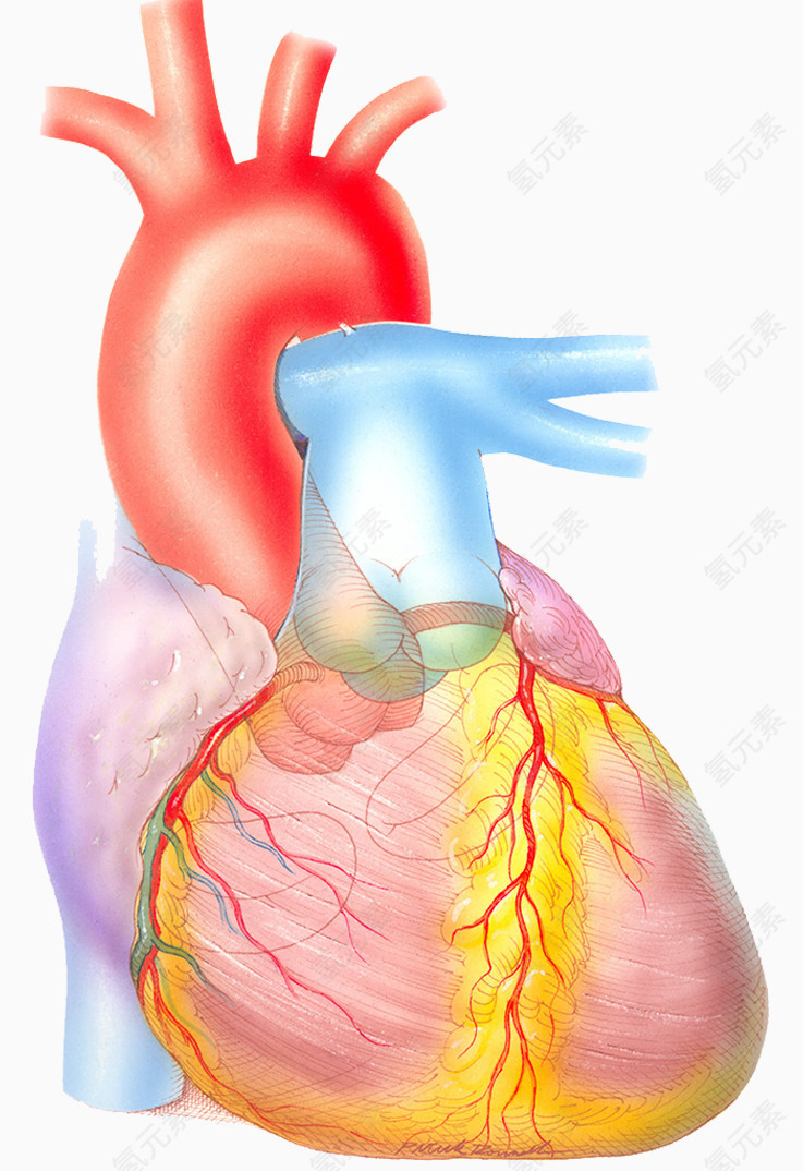 心血管系统医疗图片