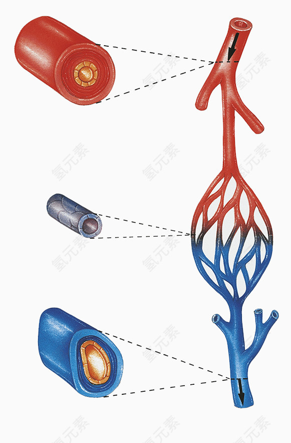 血管剖面图片
