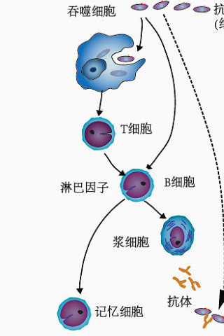 体液不足