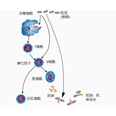 体液免疫图示