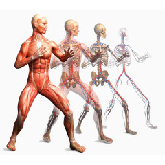 人体肌肉解剖