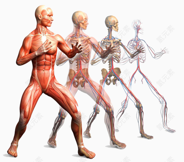人体肌肉解剖