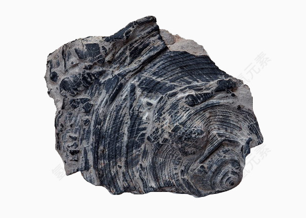 黑白色相间的化石