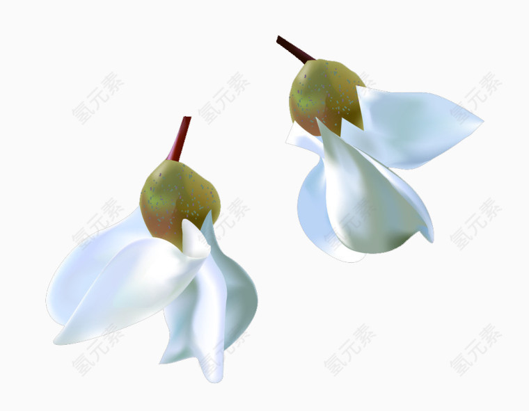 两朵白色洋槐花