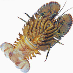 海洋生物龙虾