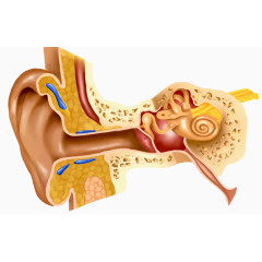 人耳朵剖析图