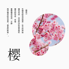 矢量樱花花语素材