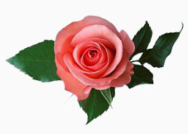 粉色 玫瑰