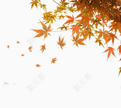 秋天的枫叶
