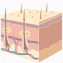 皮脂汗腺细胞图片