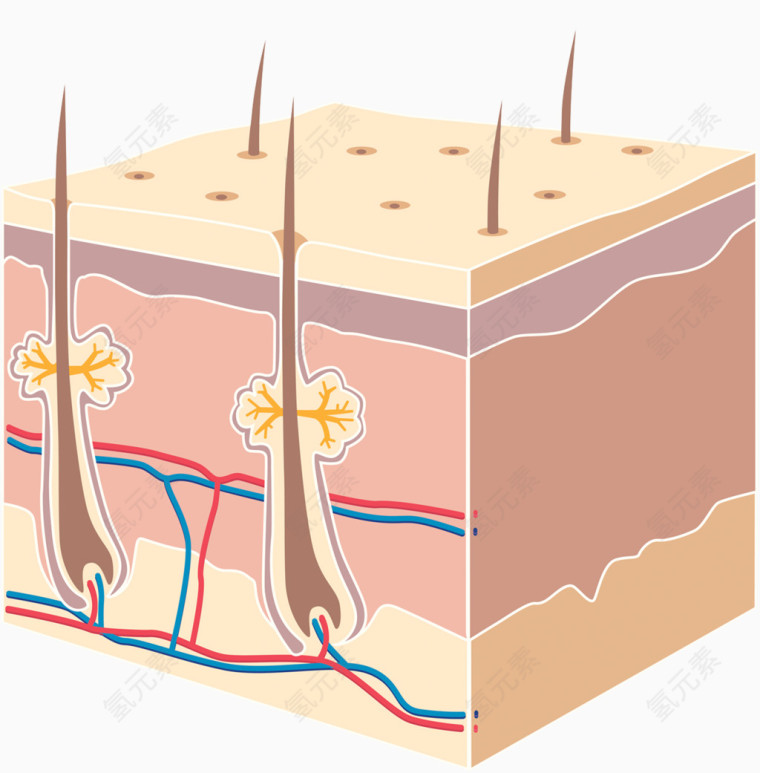 皮脂汗腺细胞图片