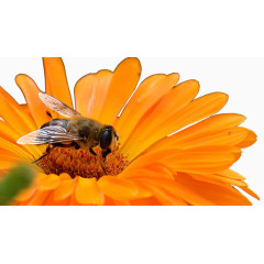 菊花蜜蜂素材