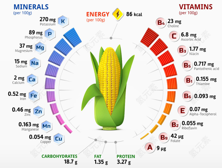 卡通玉米营养元素图