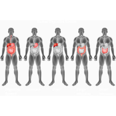 矢量男人人体消化系统