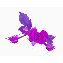 浪漫情人节紫色花朵