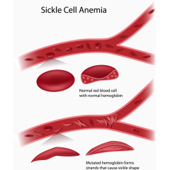 血管中流动的红细胞