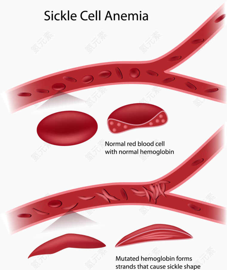血管中流动的红细胞