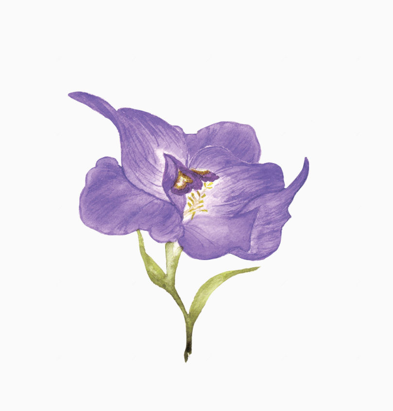 唯美清新森系手绘紫色花朵下载