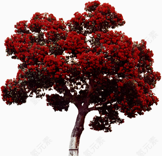 红色的树
