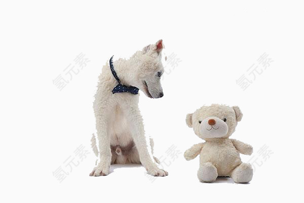 白色狗领结看泰迪熊