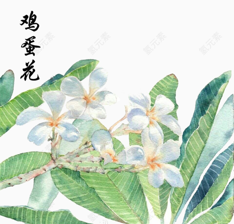 水彩手绘鸡蛋花素材