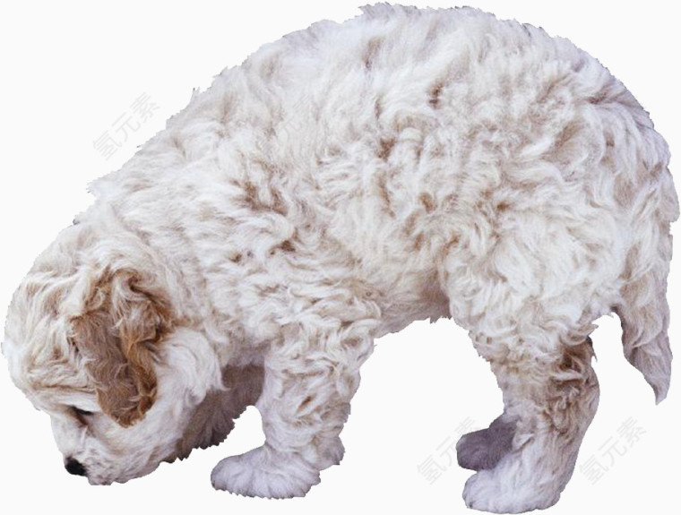 白色的卷毛狗
