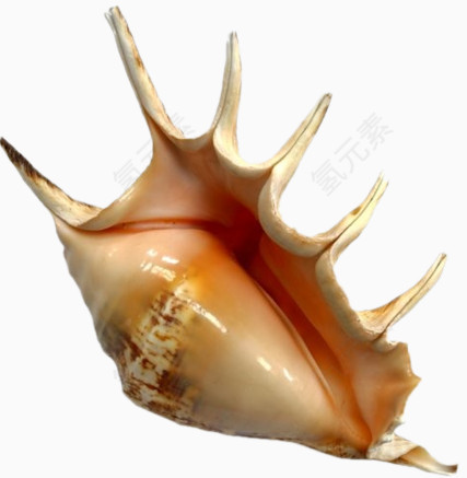 海螺空壳