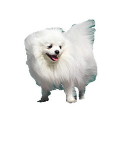 白色狗狗