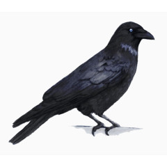 黑色 鸟 动物 素描鸟