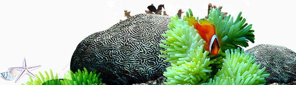 珊瑚 海草 绿色